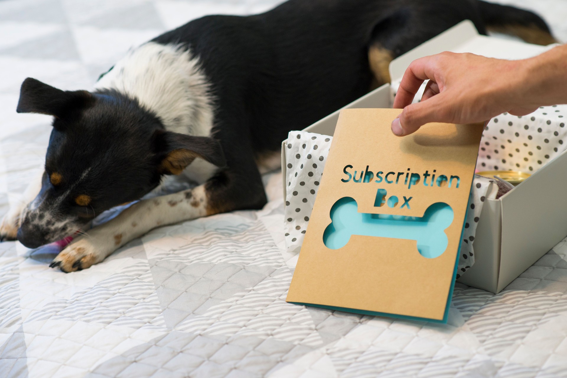 Pet Dog Enjoying a Subscription Box of Toys